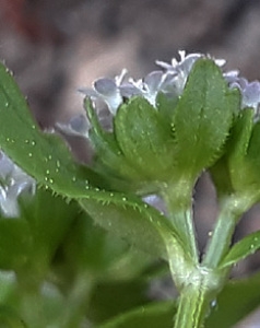 Photographie n°2167888 du taxon Valerianella locusta (L.) Laterr. [1821]