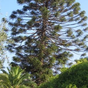 Photographie n°2167901 du taxon Araucaria bidwillii Hook. [1843]