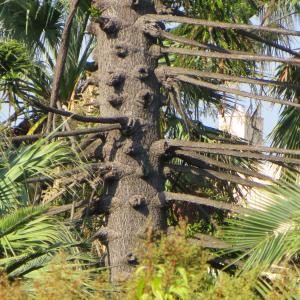 Photographie n°2167903 du taxon Araucaria bidwillii Hook. [1843]