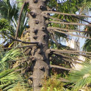 Photographie n°2167904 du taxon Araucaria bidwillii Hook. [1843]