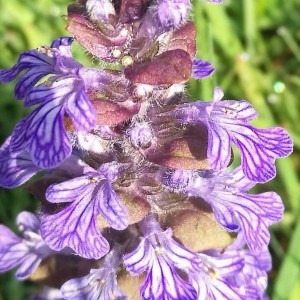 Photographie n°2167922 du taxon Ajuga reptans L. [1753]