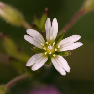 Photographie n°2167938 du taxon Cerastium fontanum Baumg. [1816]