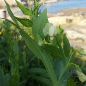 Photographie n°2167953 du taxon Lathyrus ochrus (L.) DC. [1805]