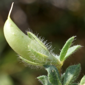 Photographie n°2167958 du taxon Lotus edulis L. [1753]