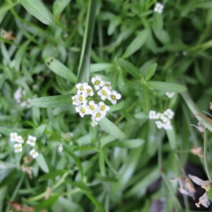 Photographie n°2167975 du taxon Iberis aurosica subsp. aurosica