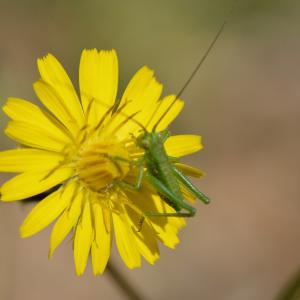 Photographie n°2167981 du taxon Leontodon autumnalis L. [1753]