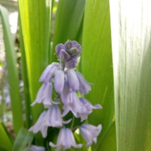 Photographie n°2168023 du taxon Hyacinthoides hispanica (Mill.) Rothm. [1944]