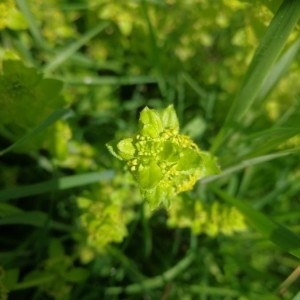 Photographie n°2168038 du taxon Cruciata laevipes Opiz [1852]