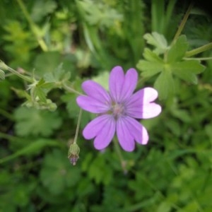 Photographie n°2168052 du taxon Geranium molle L. [1753]