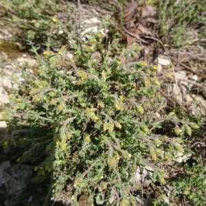 Photographie n°2168057 du taxon Fumana thymifolia (L.) Spach ex Webb [1838]