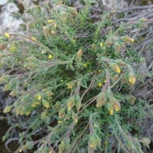 Photographie n°2168058 du taxon Fumana thymifolia (L.) Spach ex Webb [1838]