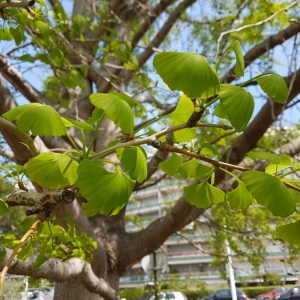 Photographie n°2168097 du taxon Ginkgo biloba L. [1771]