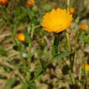 Photographie n°2168115 du taxon Calendula arvensis L. [1763]