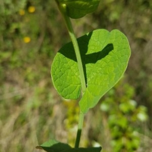 Photographie n°2168136 du taxon Aristolochia rotunda L. [1753]