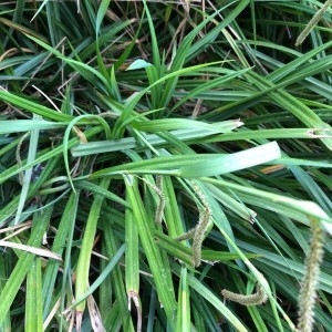 Photographie n°2168195 du taxon Carex pendula Huds. [1762]