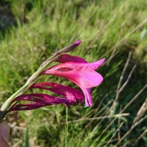 Photographie n°2168200 du taxon Gladiolus italicus Mill. [1768]