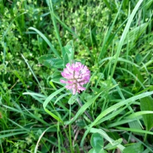 Photographie n°2168202 du taxon Trifolium pratense L. [1753]