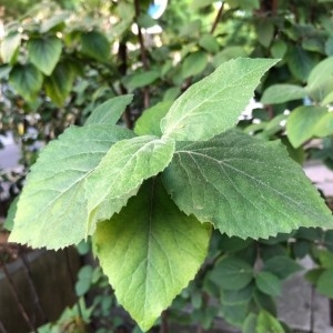 Photographie n°2168223 du taxon Viburnum lantana L. [1753]