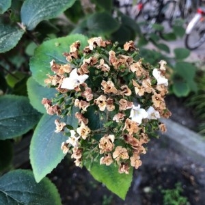 Photographie n°2168224 du taxon Viburnum lantana L. [1753]