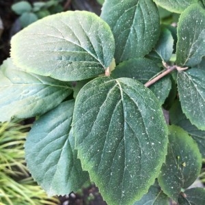 Photographie n°2168225 du taxon Viburnum lantana L. [1753]