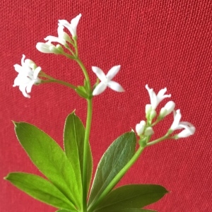 Photographie n°2168227 du taxon Galium odoratum (L.) Scop. [1771]