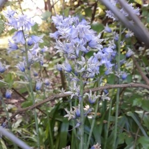 Photographie n°2168243 du taxon Hyacinthoides hispanica (Mill.) Rothm. [1944]