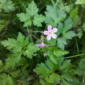 Photographie n°2168244 du taxon Geranium robertianum L. [1753]