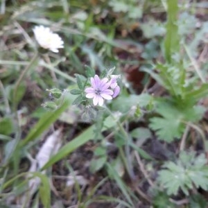 Photographie n°2168245 du taxon Geranium molle L. [1753]