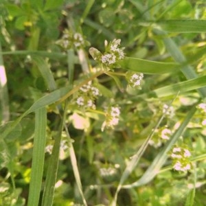 Photographie n°2168293 du taxon Valerianella locusta (L.) Laterr. [1821]