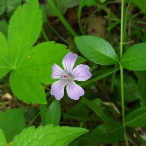 Photographie n°2168294 du taxon Geranium nodosum L.