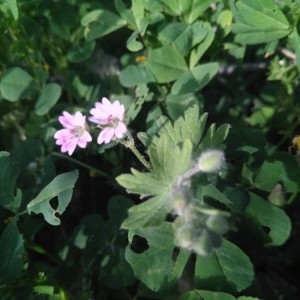 Photographie n°2168295 du taxon Geranium molle L. [1753]