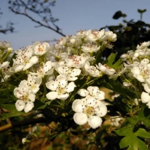 Photographie n°2168301 du taxon Crataegus monogyna Jacq. [1775]