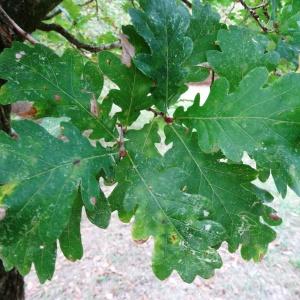 Photographie n°2168336 du taxon Quercus robur subsp. fastigiata (Lam.) A.Camus