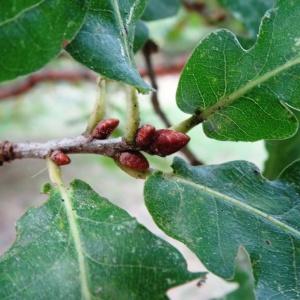 Photographie n°2168337 du taxon Quercus robur subsp. fastigiata (Lam.) A.Camus