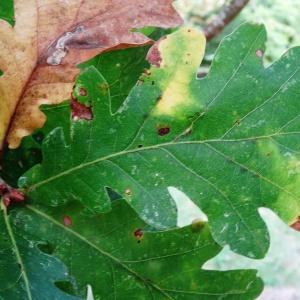 Photographie n°2168338 du taxon Quercus robur subsp. fastigiata (Lam.) A.Camus