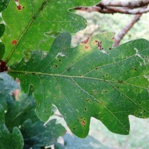 Photographie n°2168339 du taxon Quercus robur subsp. fastigiata (Lam.) A.Camus