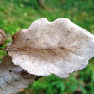 Photographie n°2168358 du taxon Quercus petraea subsp. petraea 