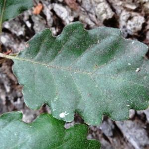 Photographie n°2168362 du taxon Quercus petraea subsp. petraea 