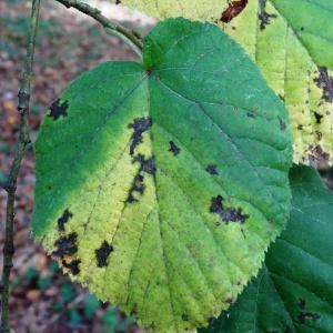 Photographie n°2168377 du taxon Tilia cordata Mill. [1768]