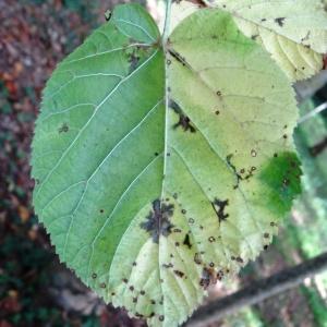 Photographie n°2168378 du taxon Tilia cordata Mill. [1768]