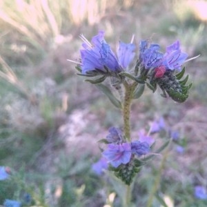 Photographie n°2168415 du taxon Echium vulgare L. [1753]