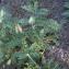  Liliane Roubaudi - Erophaca baetica subsp. orientalis (Chater & Meikle) Podlech [1993]
