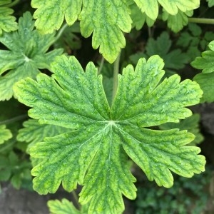 Photographie n°2168480 du taxon Geranium macrorrhizum L. [1753]