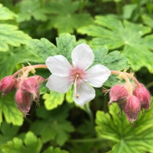 Photographie n°2168482 du taxon Geranium macrorrhizum L. [1753]