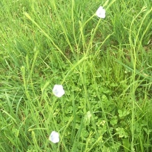 Photographie n°2168483 du taxon Linum usitatissimum L. [1753]