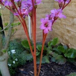 Photographie n°2168523 du taxon Bergenia cordifolia (Haw.) Sternb.