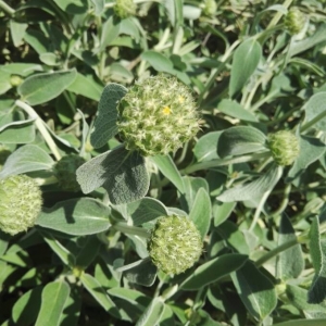 Photographie n°2168529 du taxon Phlomis fruticosa L. [1753]