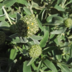 Photographie n°2168530 du taxon Phlomis fruticosa L. [1753]