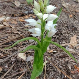 Photographie n°2168547 du taxon Cephalanthera longifolia (L.) Fritsch [1888]