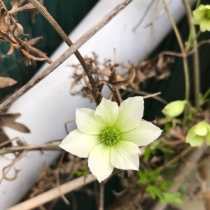 Photographie n°2168553 du taxon Helleborus niger L. [1753]